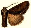 <i>Hyppa brunneicrista</i> Species of moth