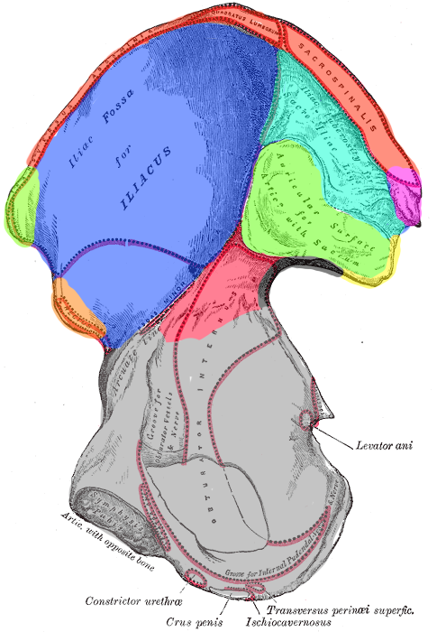 Internal surface of os Ilium, colourized regions.png