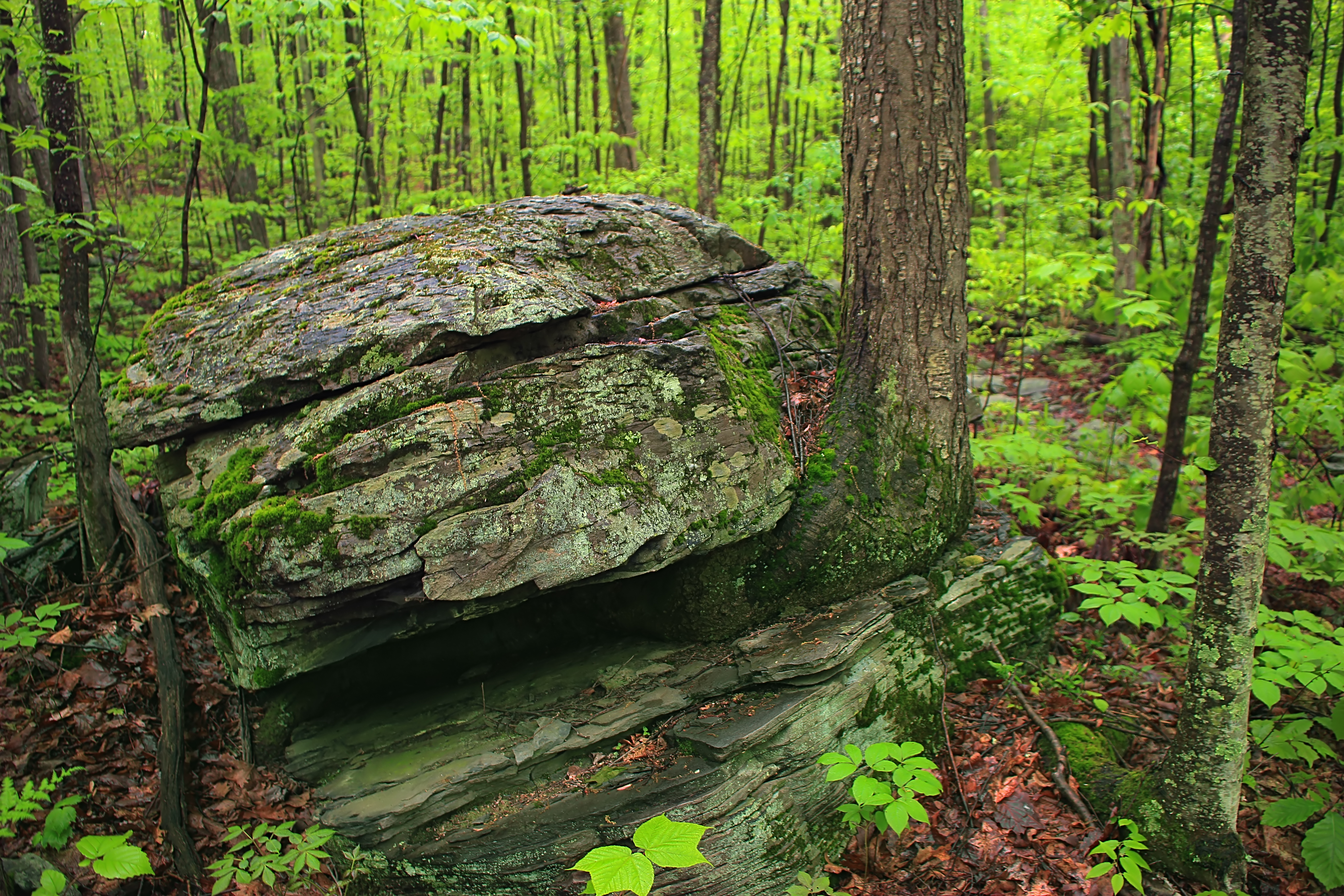 Forest rock. Лесные камни. Большие камни в лесу. Валун в лесу. Вакинский лес памятник природы.