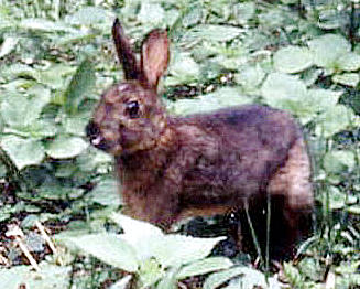 File:Japanese hare brown.jpg