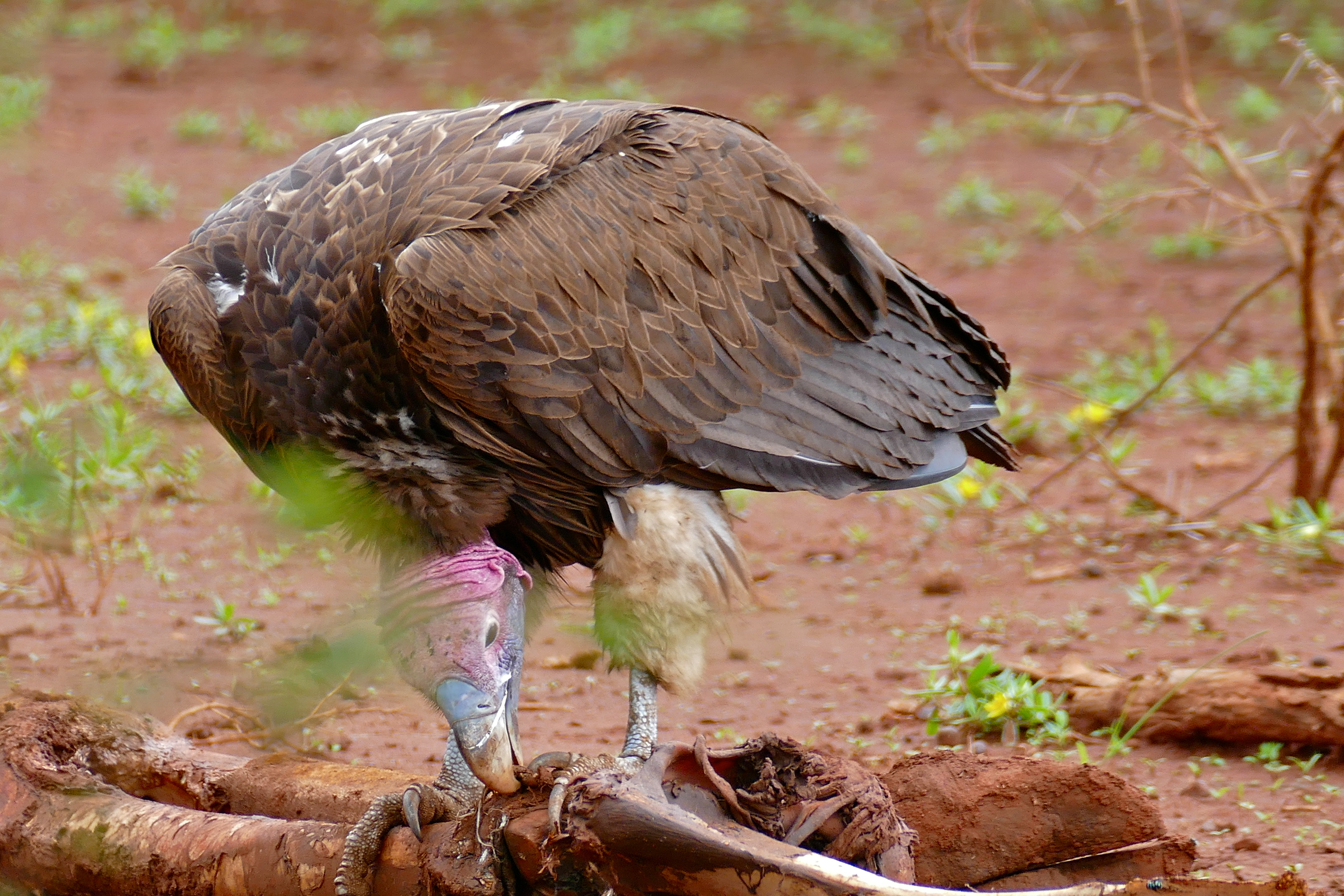 Lappet-faced Vulture (Torgos tracheliotos) eating giraffe's tendon ... (33317616806).jpg
