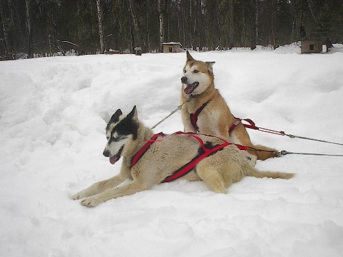 Alaskan Husky Wikip dia