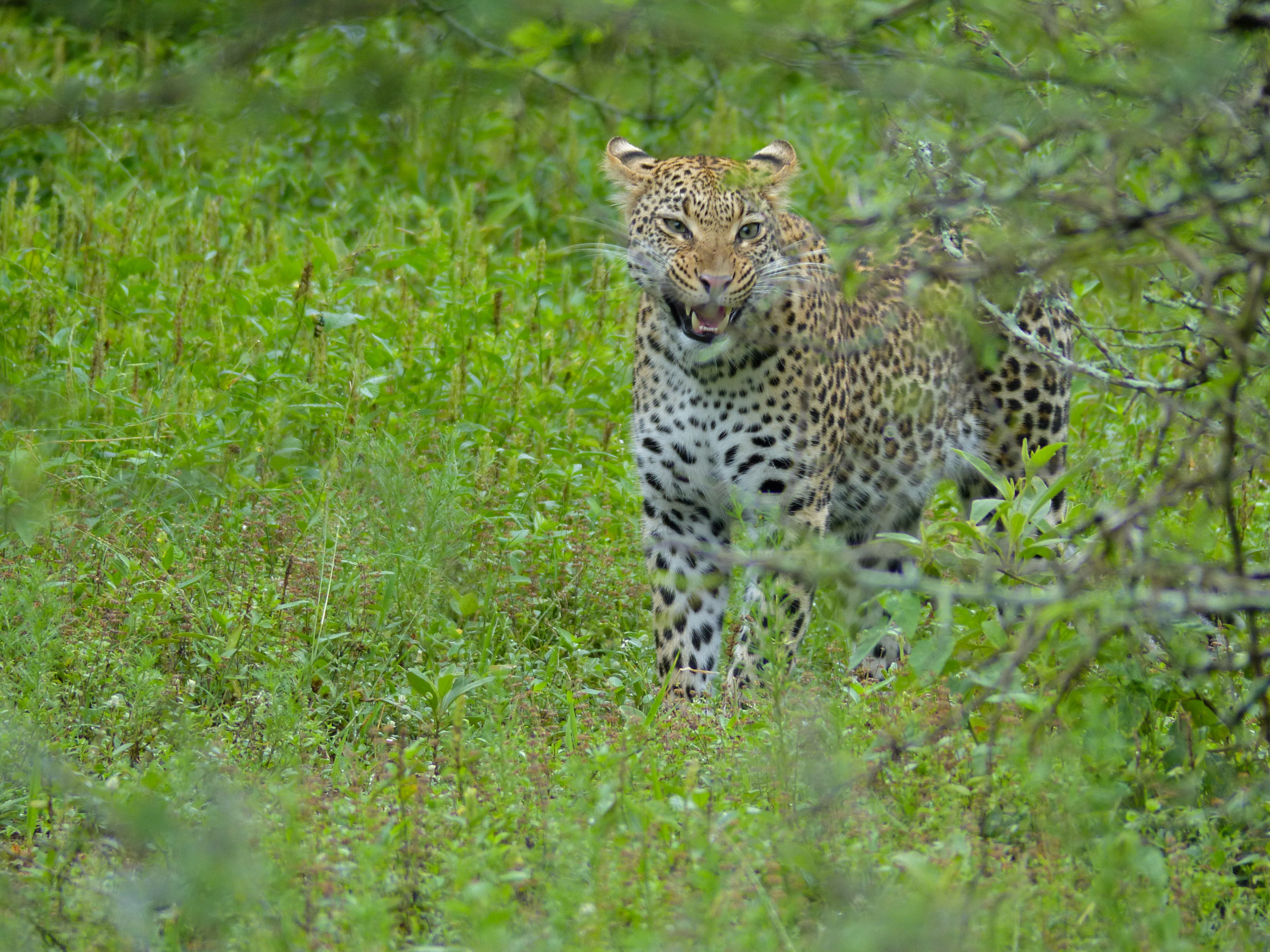 Leopard (Panthera pardus) (12906908093).jpg