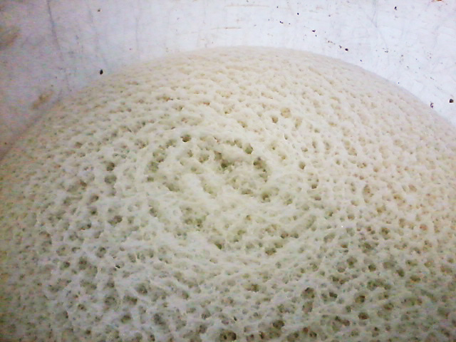 File:Levain saccharomyces cerevisiae 2.jpg