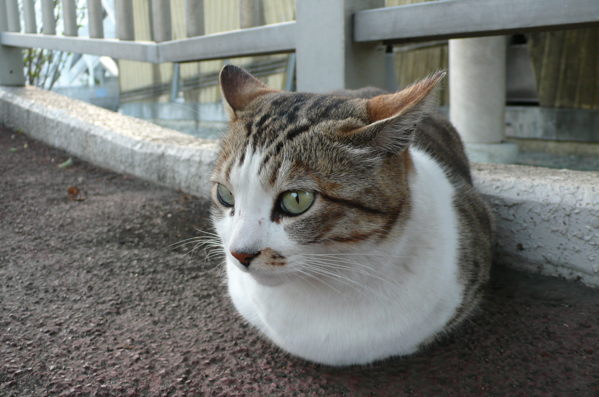 grey tabby cat with green eyes