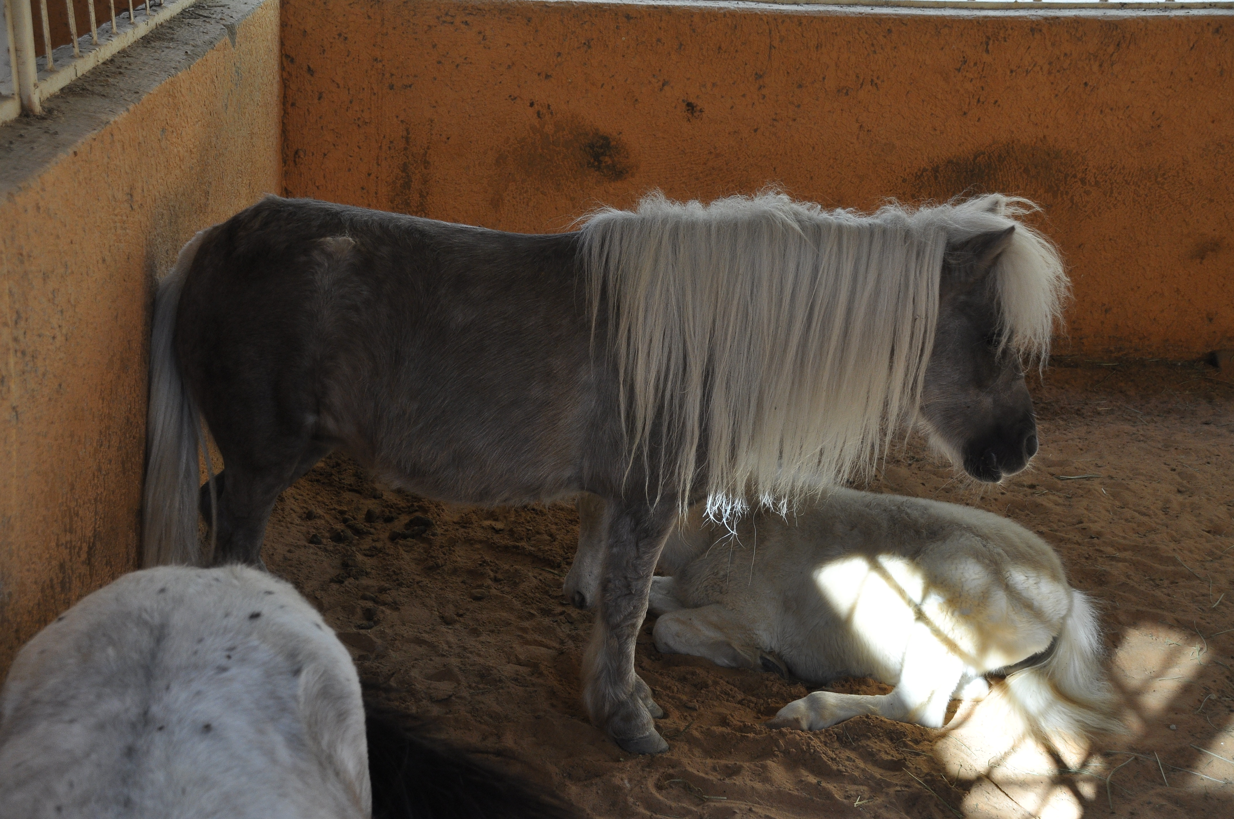 File:Miniature Horse- (or Shetland Pony?) (16443887675).jpg - Wikimedia  Commons