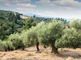 Olive Tree Pakistan.jpg