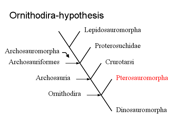 Een schema van de ornithodirahypothese; de stamboom loopt van links naar rechts. De horizontale pijlen wijzen naar het knooppunt waar de gemeenschappelijke voorouder van de desbetreffende klade zich bevindt; Archosauromorpha is een aftakking