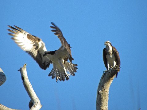 File:Pandion haliaetus -Florida, USA -mating-8b.jpg