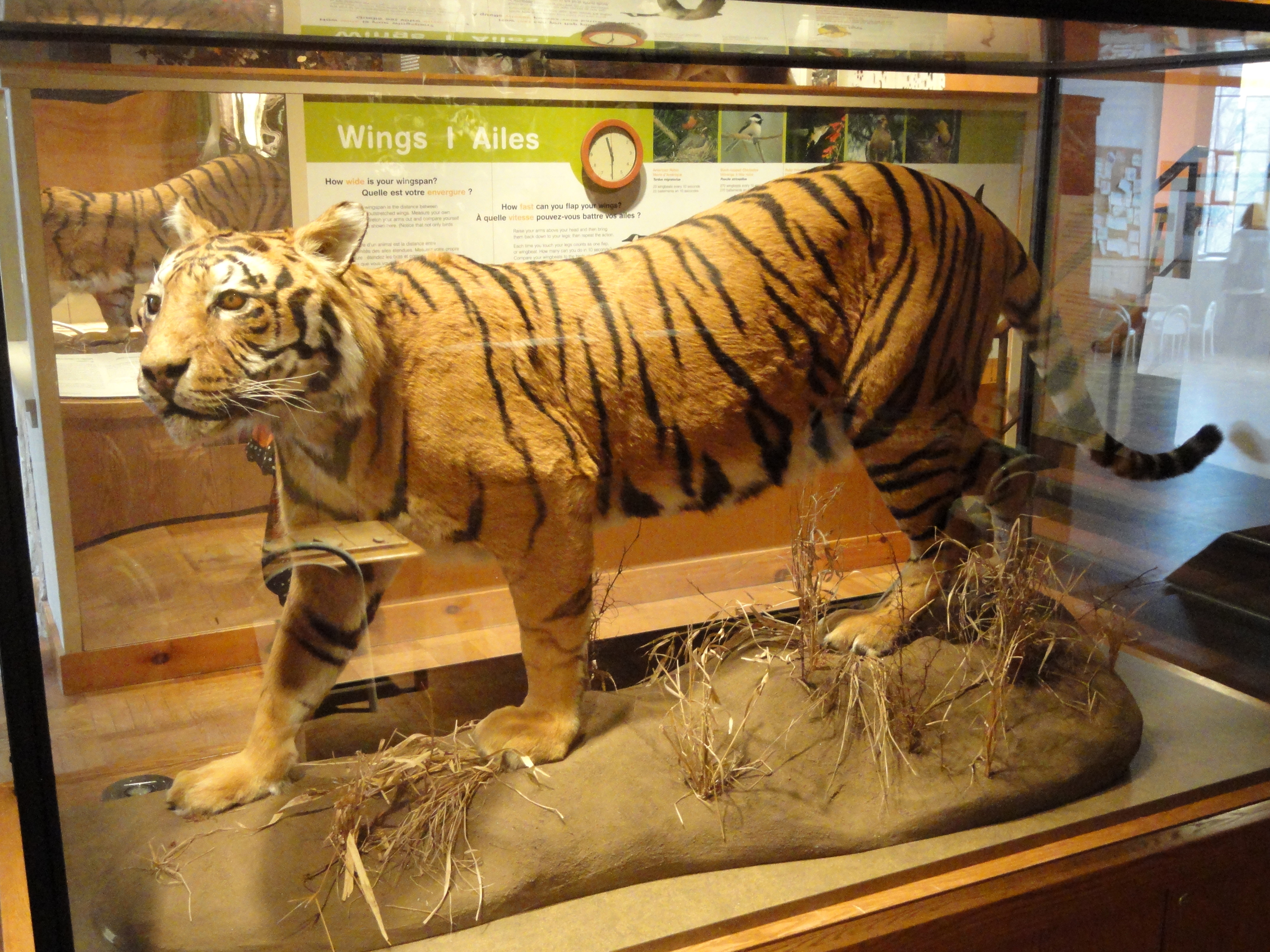 File:Panthera tigris tigris - Royal Ontario Museum - DSC00167.JPG