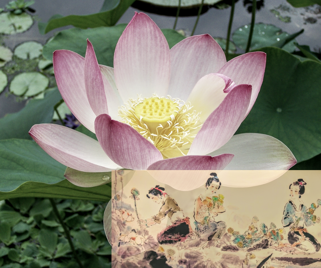 File Picking Lotus Flowers 采莲 李白 Png Wikimedia Commons