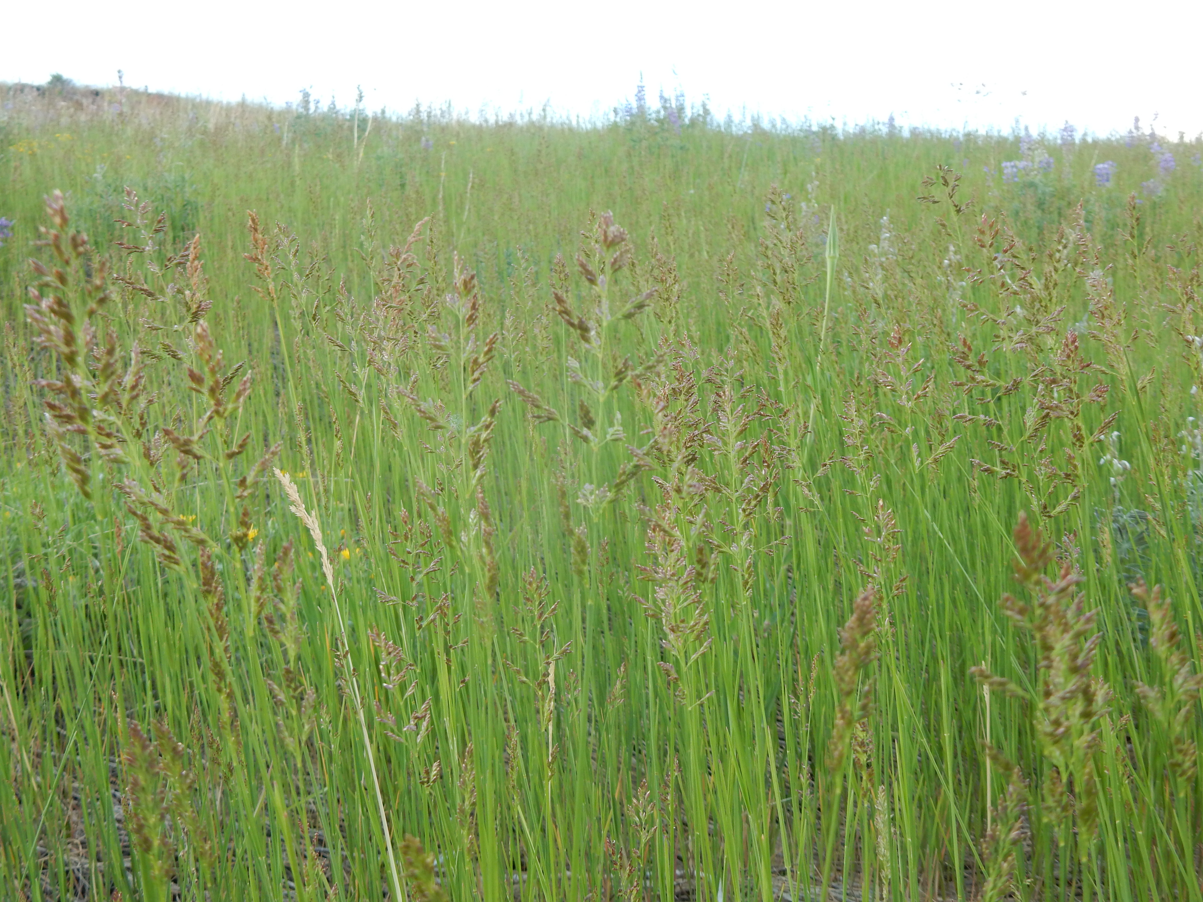 Мятлик сплюснутый (POA compressa l.