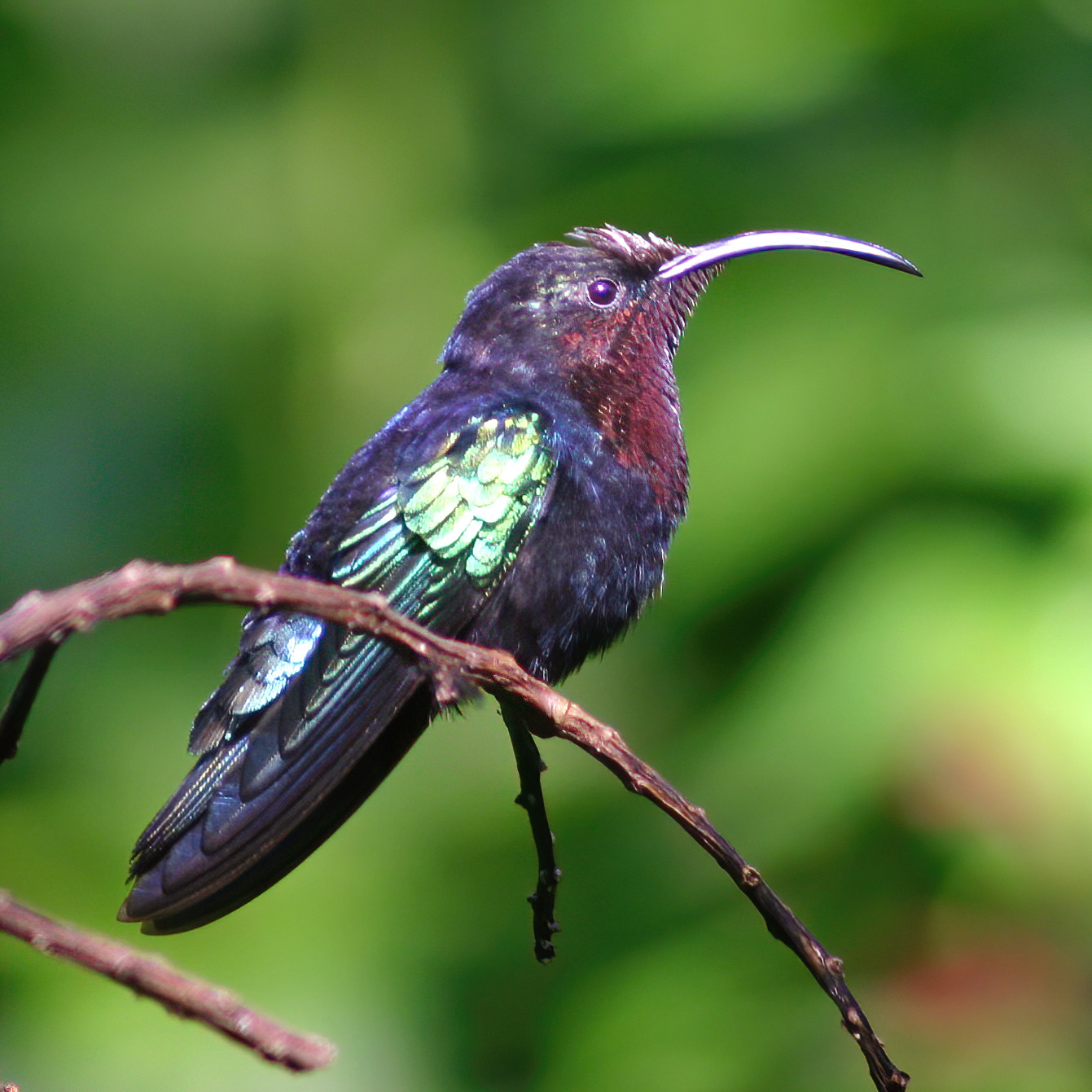 purple hummingbird photos