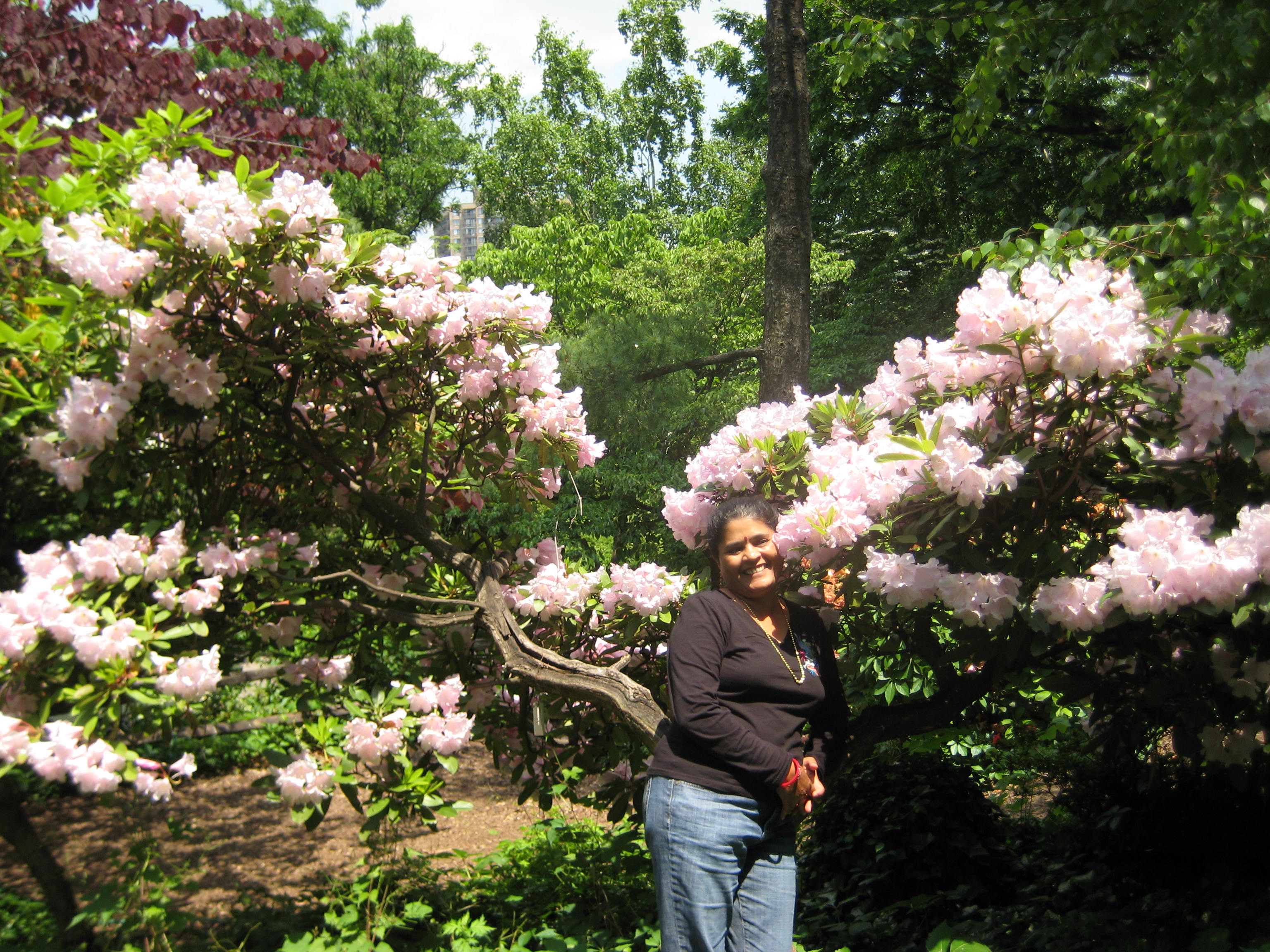 File Queens Botanical Garden Flushing Ny Usa Panoramio 1