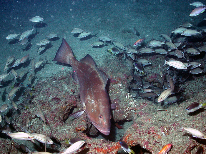 File:Red Grouper in excavated habitat Pulley Ridge.jpg