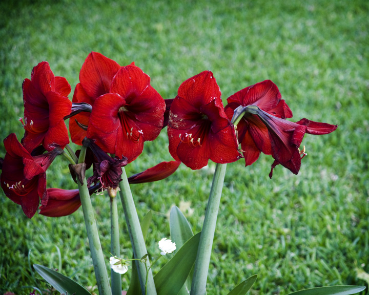 File:Red Lilies (4556446562).jpg