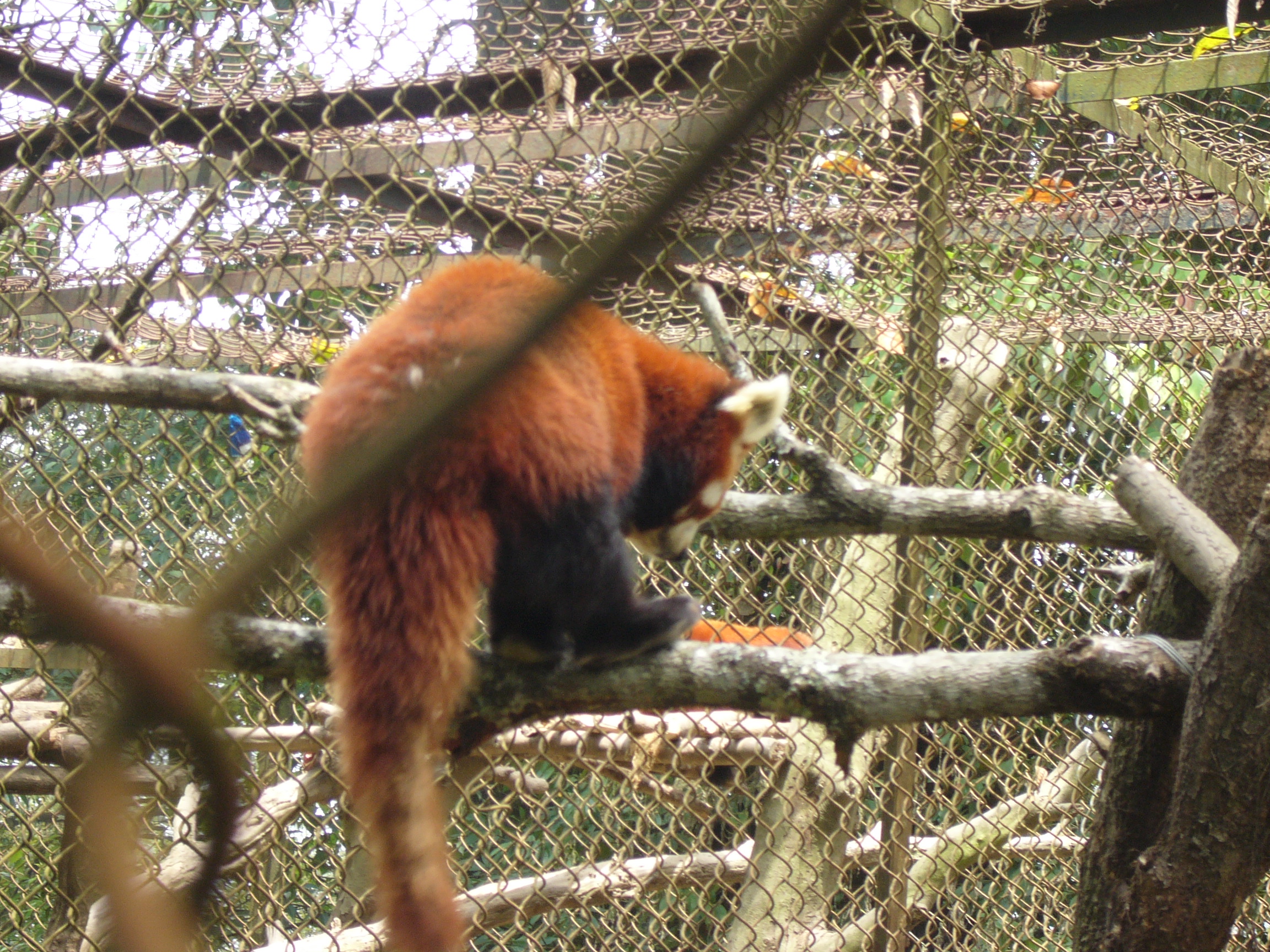 File:Red Panda in Padmaja Naidu Himalayan Zoological Park (8).JPG -  Wikimedia Commons