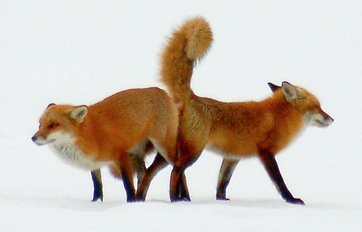 File:Red foxes mating (2).jpg