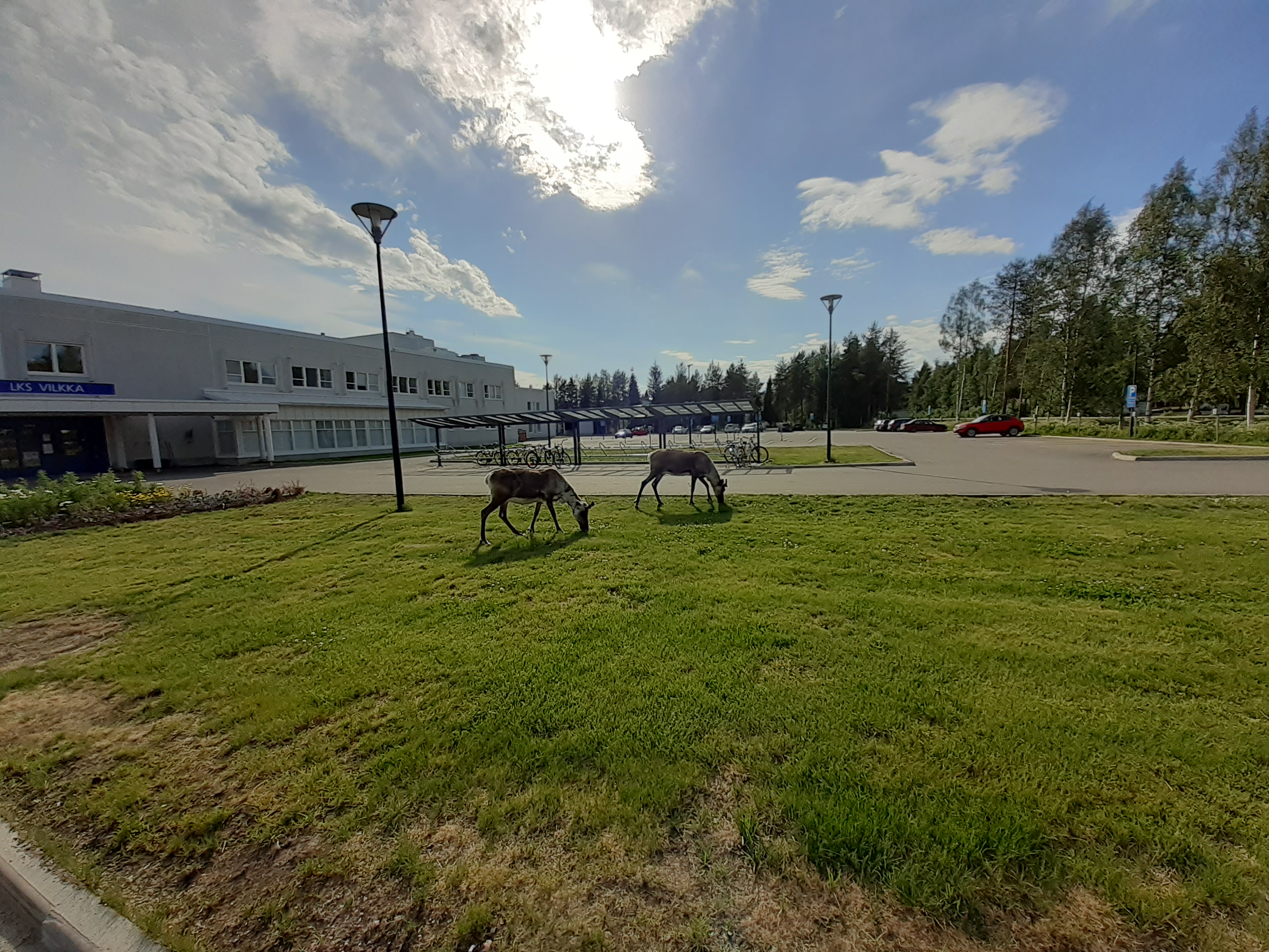 File:Reindeer at hospital  - Wikimedia Commons