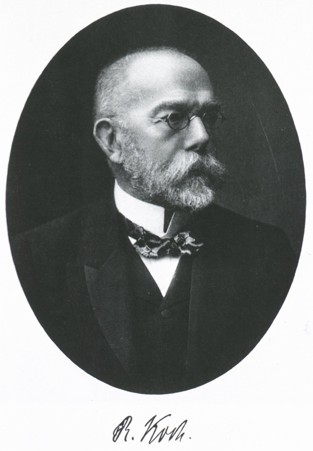 Robert Koch Wikipedia