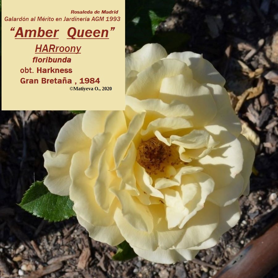 Амбер куин энциклопедия. Флорибунда Амбер куин. Роза Amber-Queen. Роза Амбер Квин для Подмосковья. Роза Амбер куин энциклопедия роз.