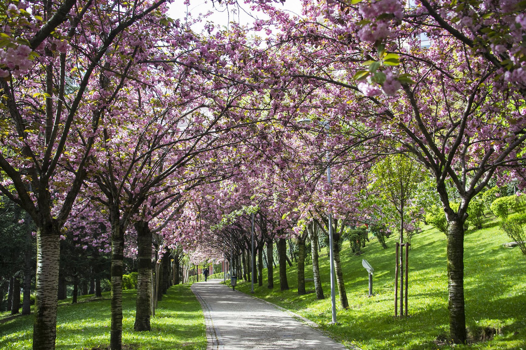 File Sakura Tree  Blossom  Turkey Ankara Dikmen V disi 