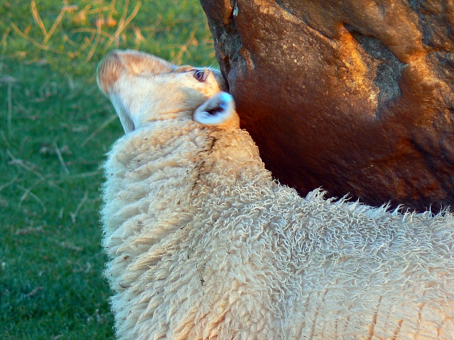 File:Sheep in the Avebury circle, Wiltshire - geograph.org.uk - 567354.jpg