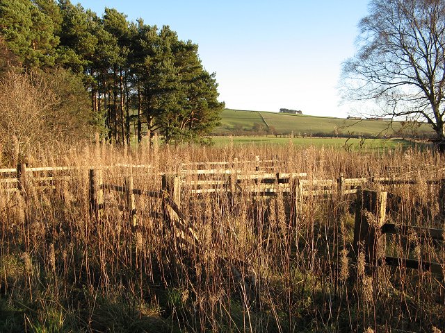 File:Sheep pens, Black Strip - geograph.org.uk - 291157.jpg