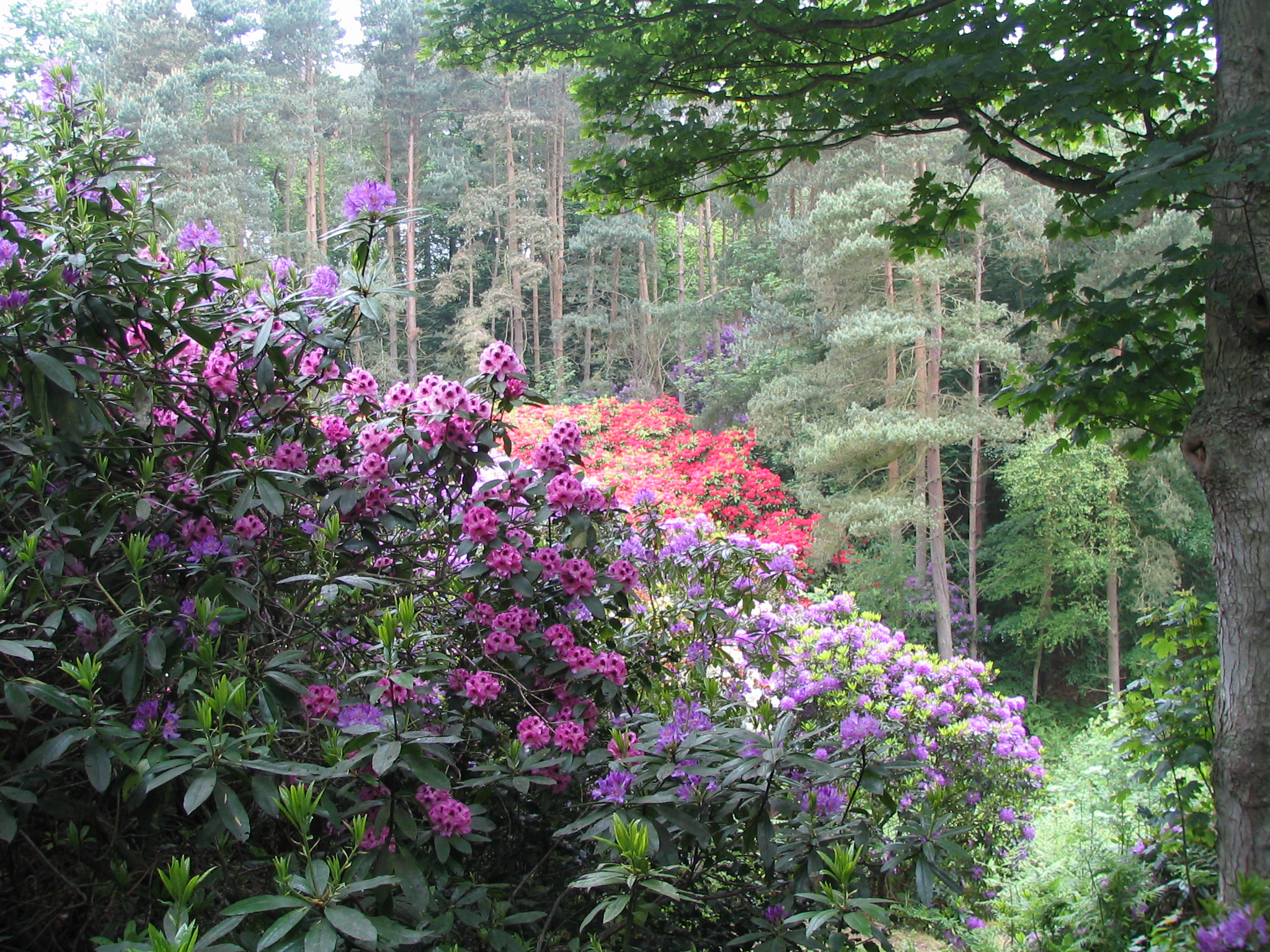 Sheringham Park - geograph.org.uk - 1018388