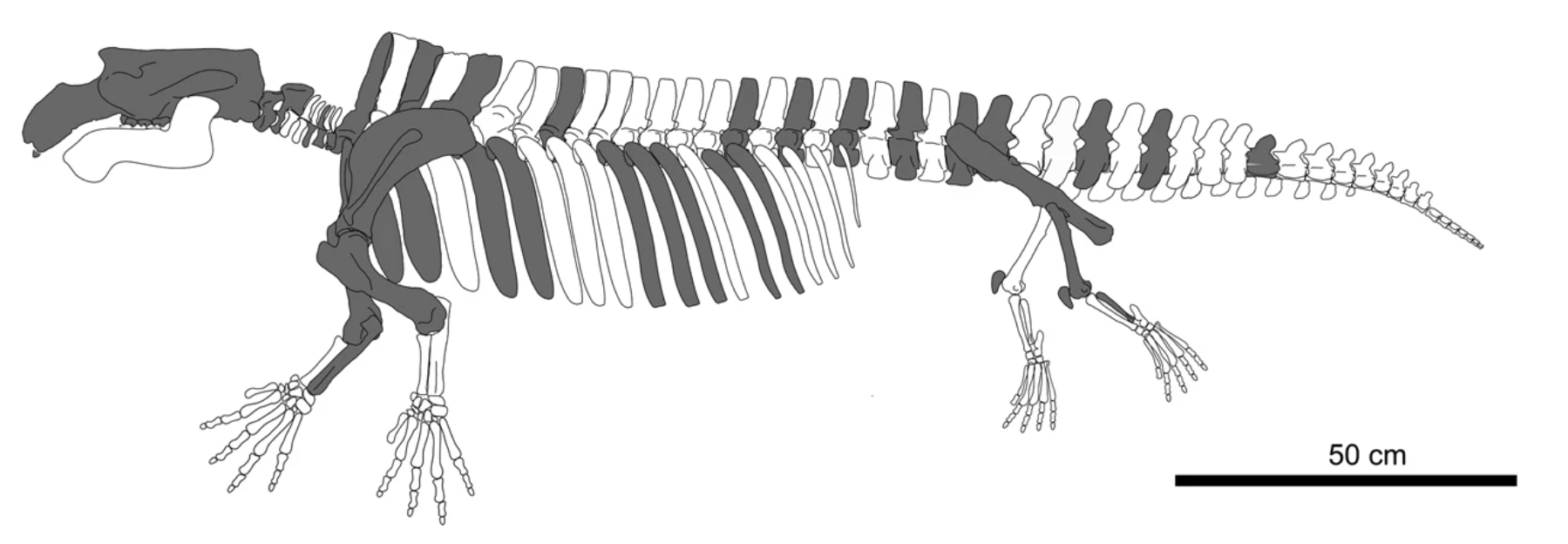 Eutriconodonta - Wikipedia