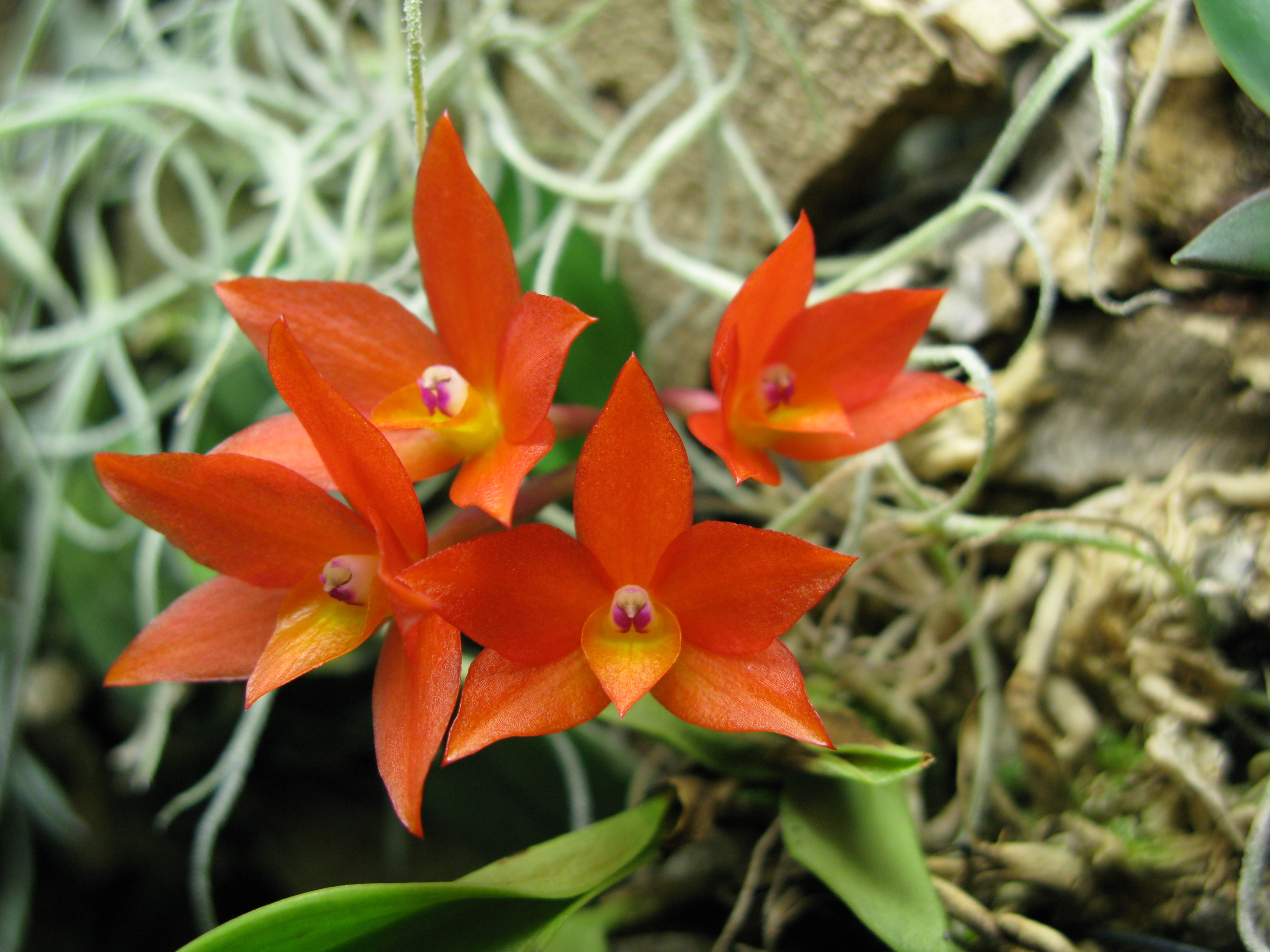 Cattleya cernua - Wikipedia