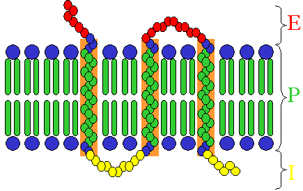 Transmembrane receptor