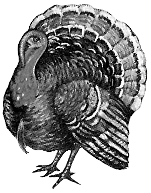 File:Turkey (bird) - B&W drawing.jpg