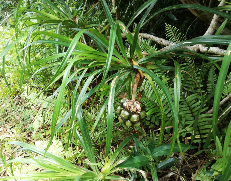 TÌNH YÊU CÂY CỎ ĐV 10  - Page 56 Unripe_Pandanus_tenuifolius_fruit