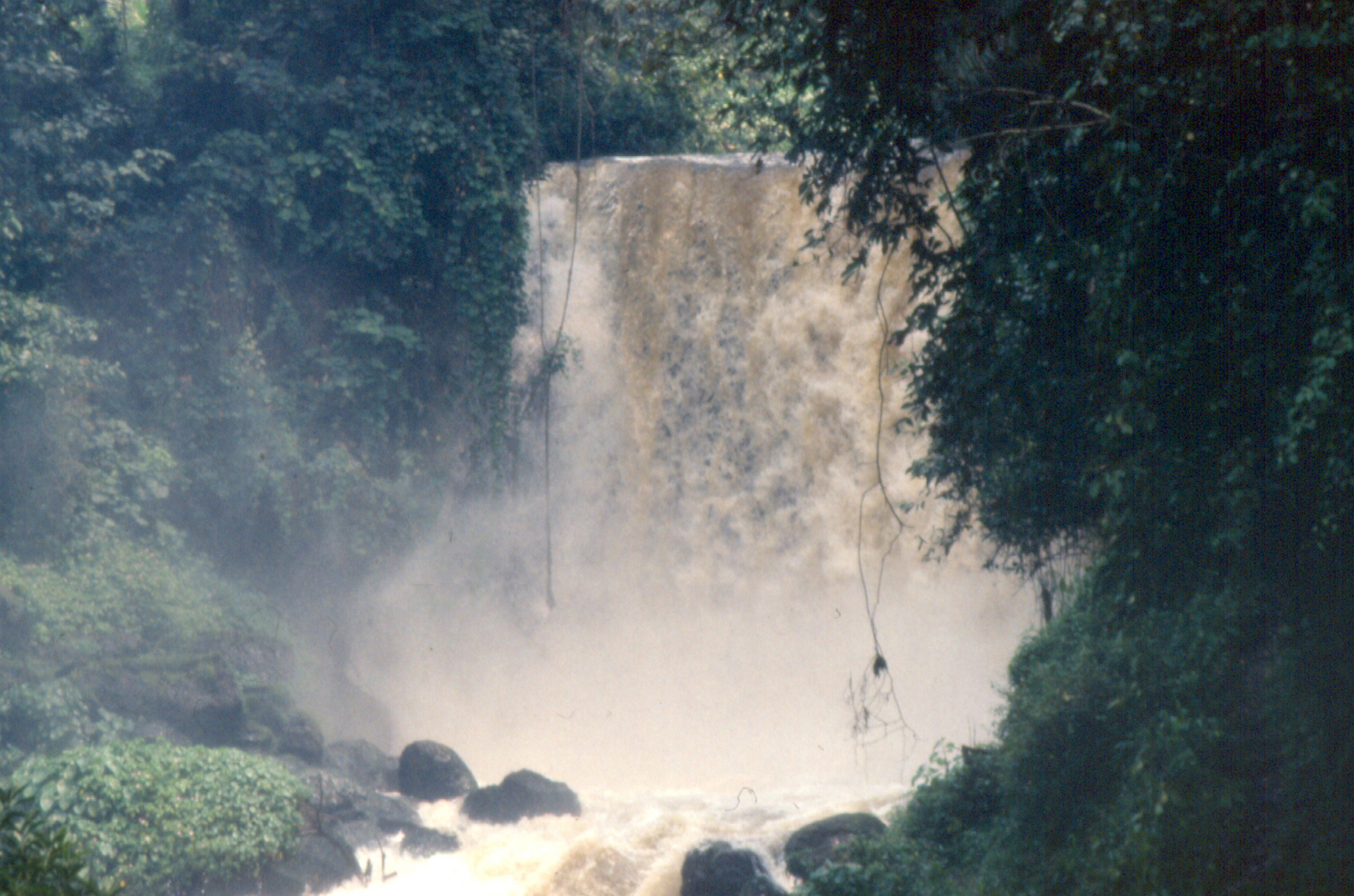 Cricetomys gambianus – Wikipédia, a enciclopédia livre