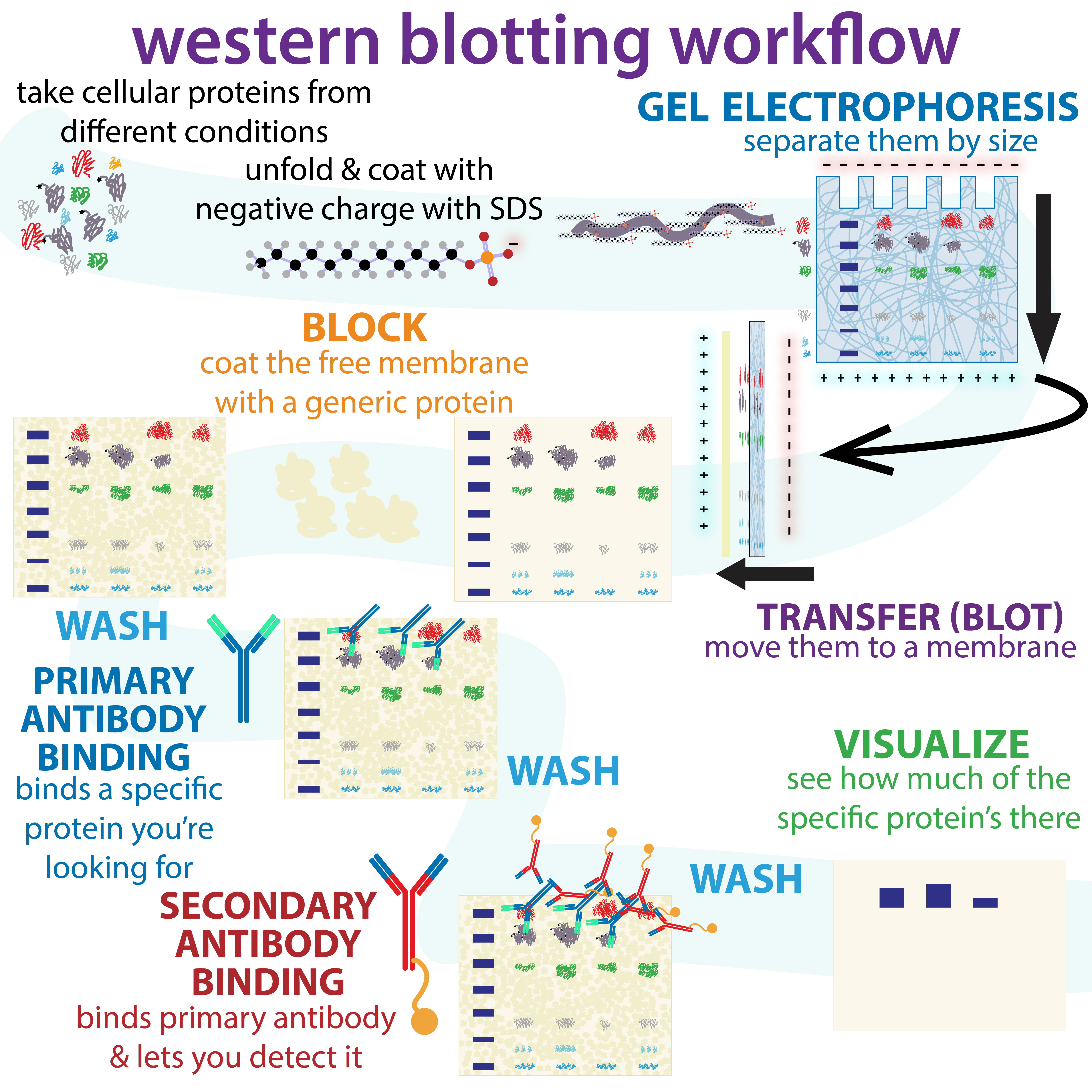 western blotting diagram