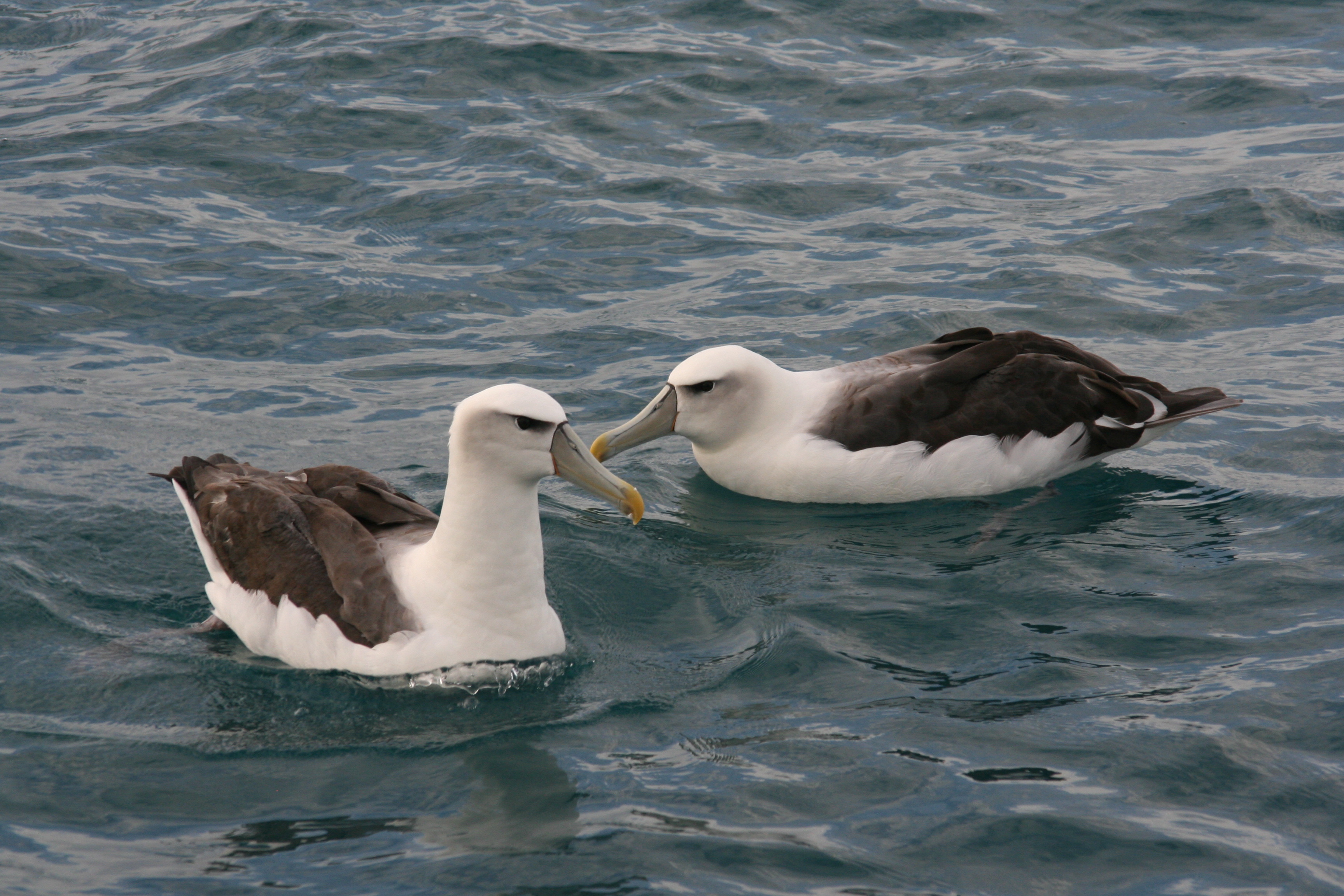 White-capped Alabtrosses.jpg