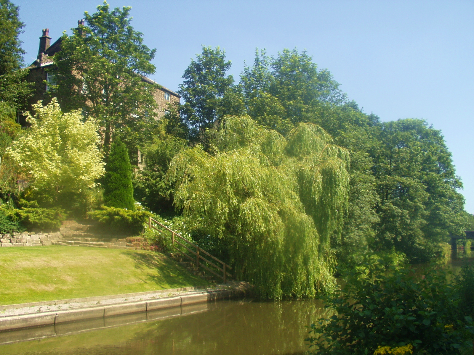 The willow tree by the Rochdale canal, near Hebden Bridge.