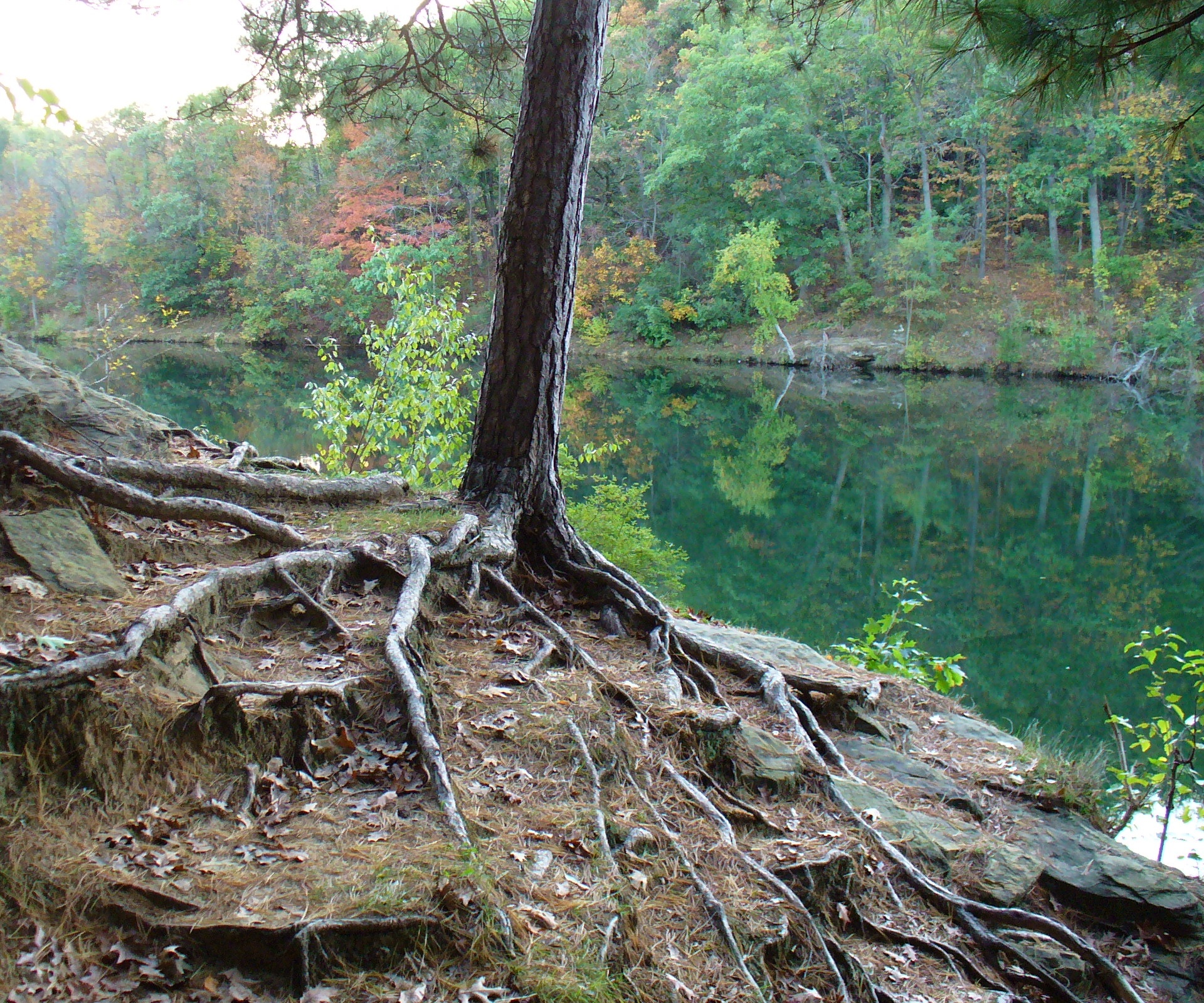  A scenic photo taken near Madison, Wisconsin of a red pine (Pinus resinosa).