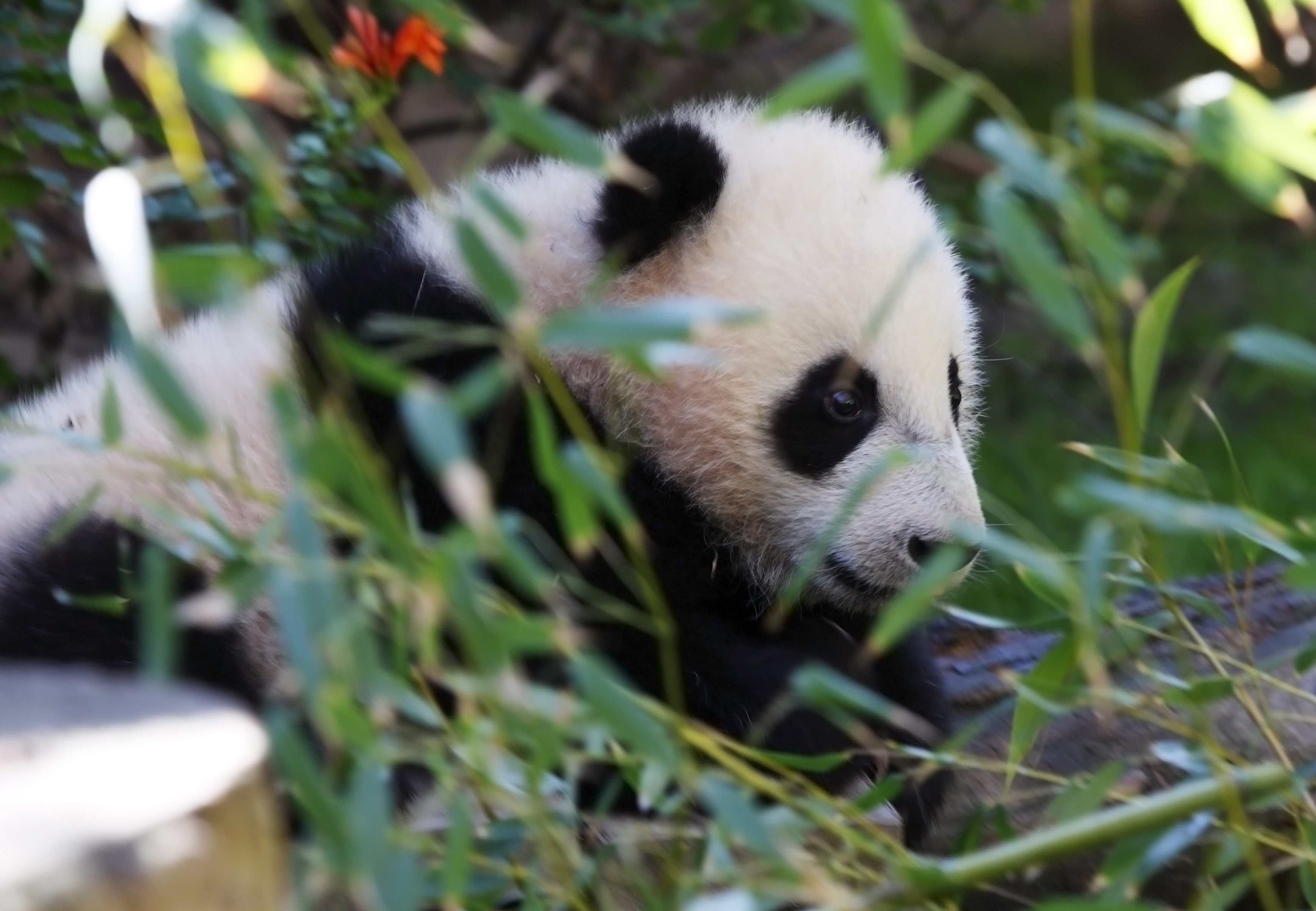 Панда без кругов. Панда без черных кругов под глазами. Панда без пятен. Панда без очков. На рассвете панду.