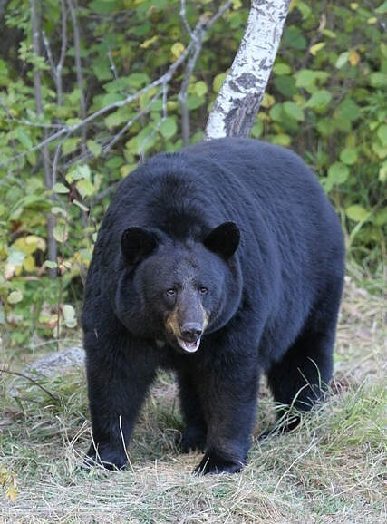 The average litter size of a American black bear is 2