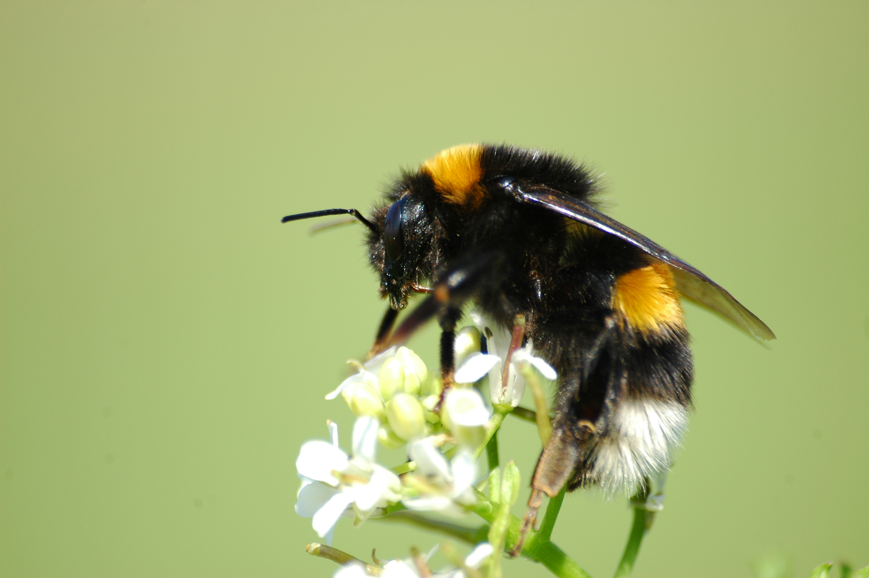 https://upload.wikimedia.org/wikipedia/commons/0/08/2010-04-28_%2835%29_Erdhummel%2C_Buff-tailed_bumblebee%2C_Bombus_terrestris.jpg
