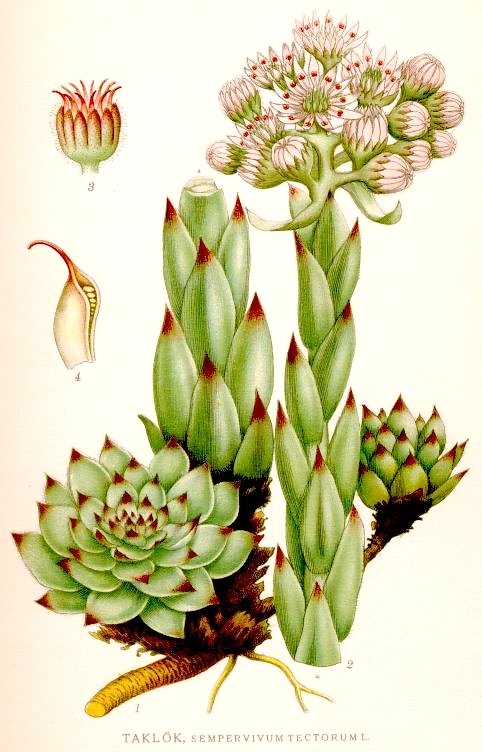 Sempervivum tectorum - Wikipedia, la enciclopedia libre