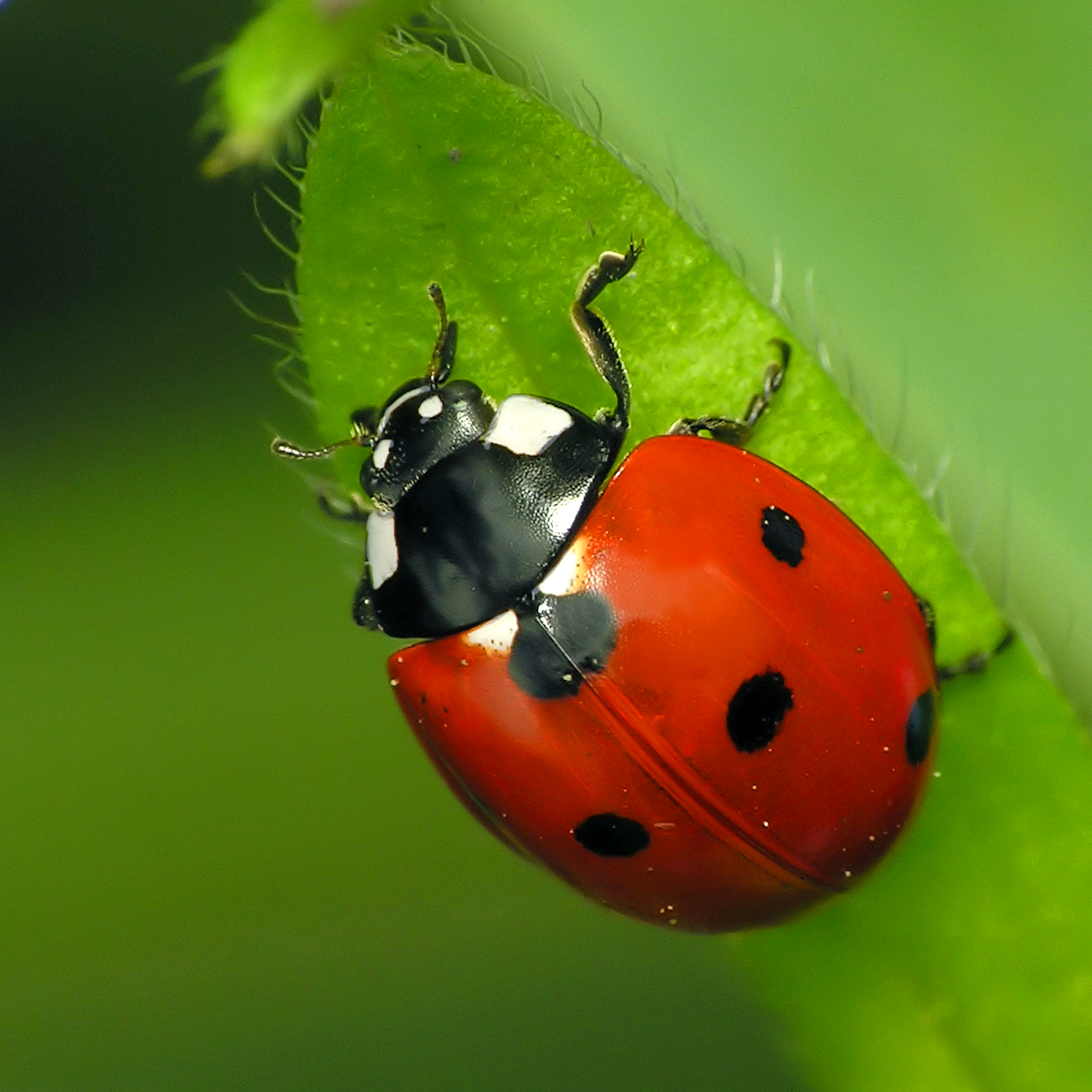 Ladybug Identification Chart