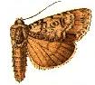 Acronicta modica.JPG