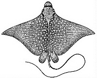 File:Aetobatus narinari ilustr.jpg