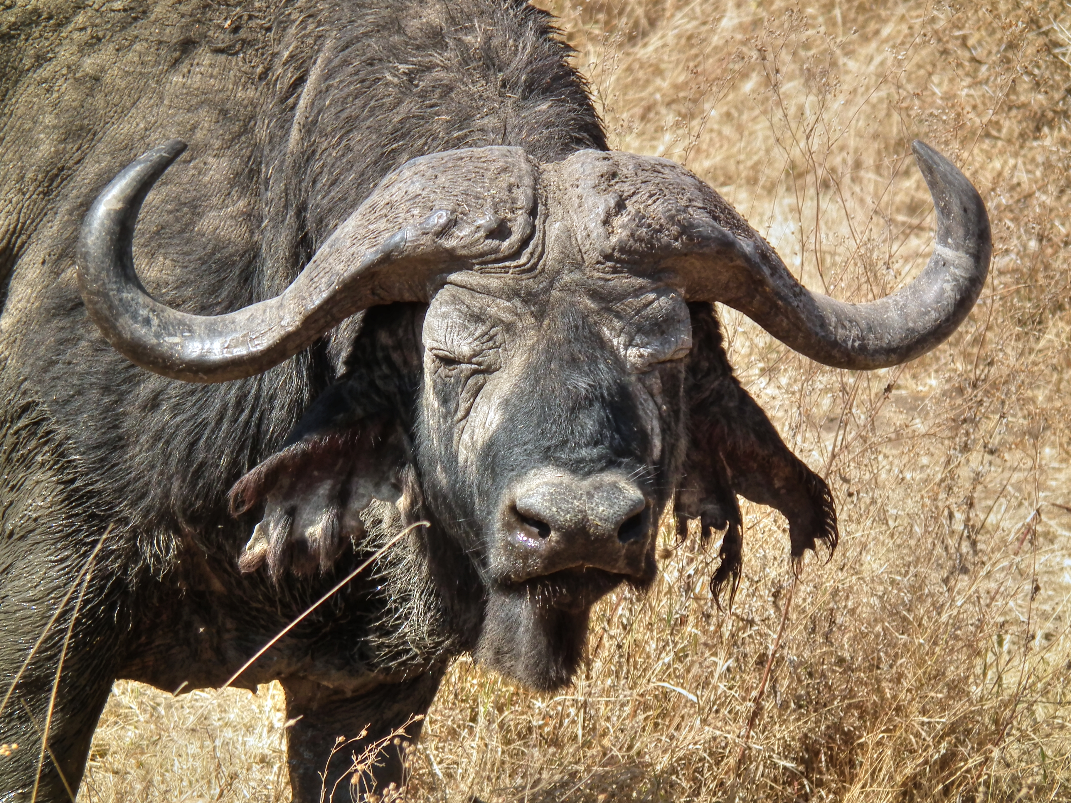 African buffalo - Wikipedia