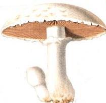 File:Agaricus campestris (Twelve edible mushrooms of the United States).jpg