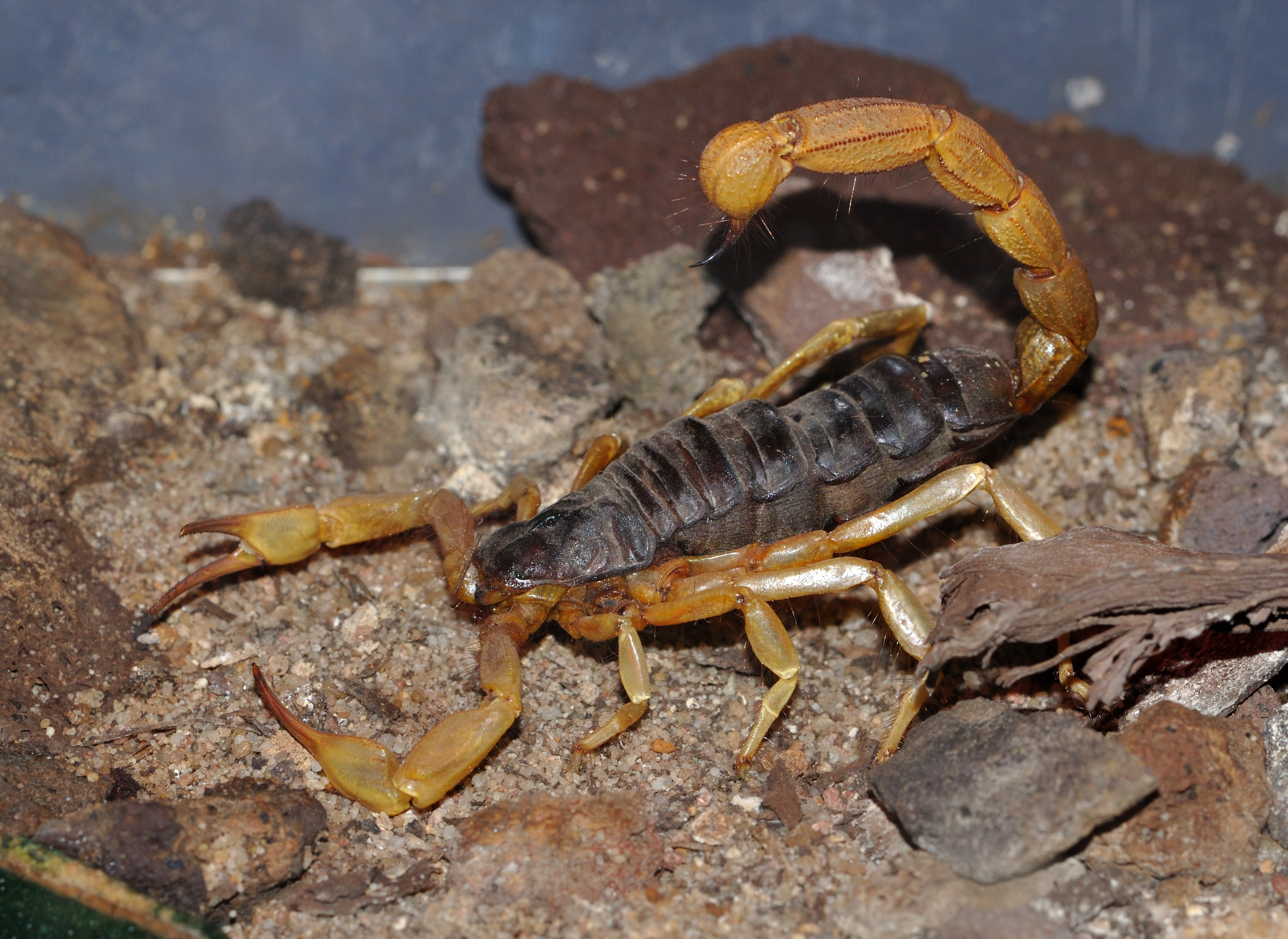 Скорпион самый. Андроктонус Аустралис. Скорпион Androctonus Australis. Андроктонус толстохвостый. Палестинский Скорпион генурис.