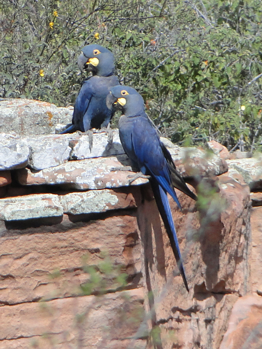 Category Anodorhynchus Leari Wikimedia Commons